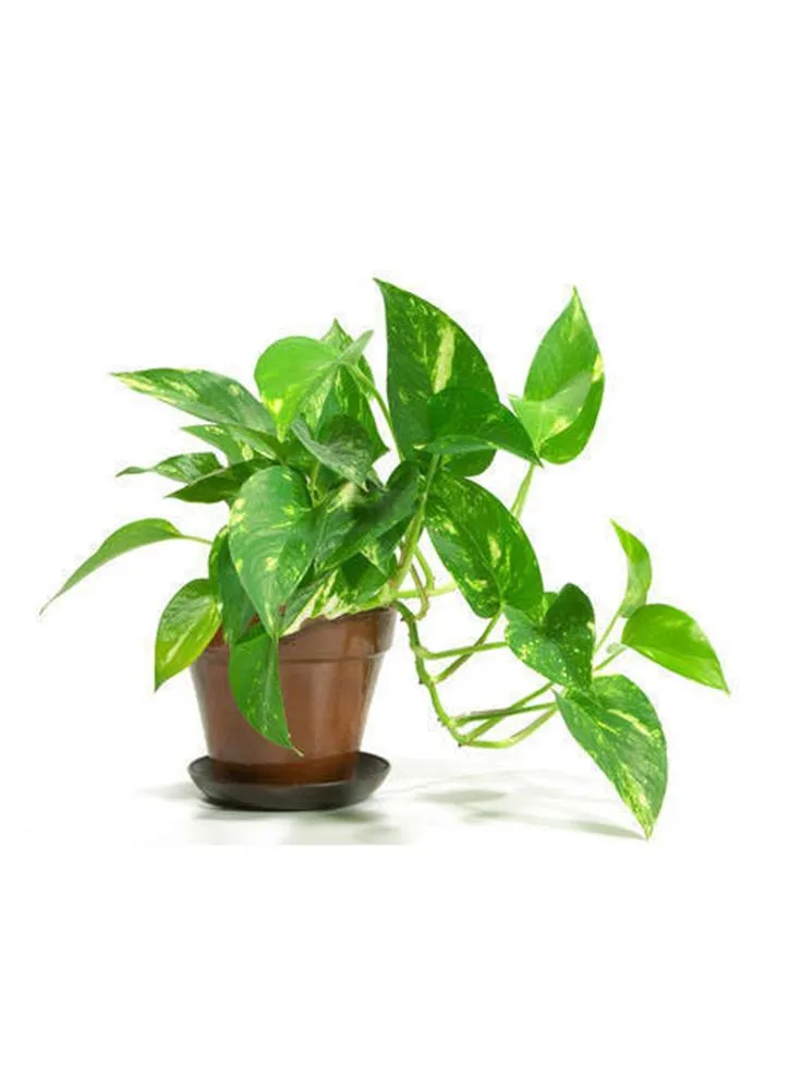 money plant