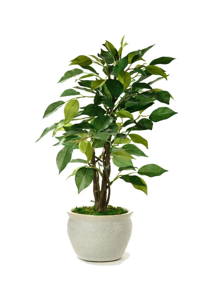 money plant